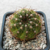 Parodia ottonis Cactus | Golden Spine, Low-Maintenance, Compact Globe for Home & Collection