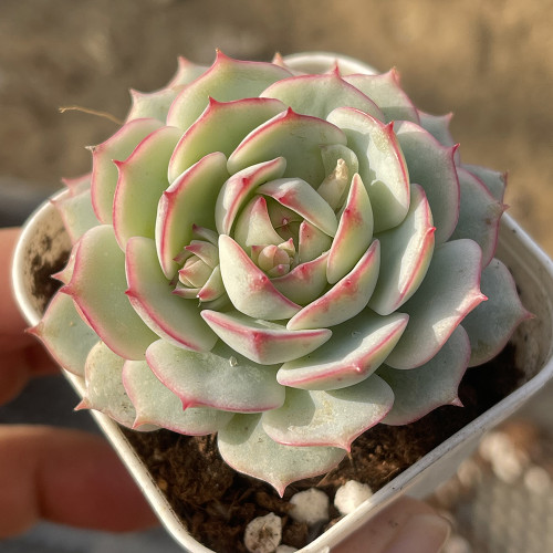 Echeveria derenbergii Captain Hay - A Sun-Loving Succulent with Red Edges, Ideal for Home Garden Decor