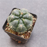 Gymnocalycium denudatum var. paraguayensis | Globular Shape, Low Maintenance Beginner Succulent