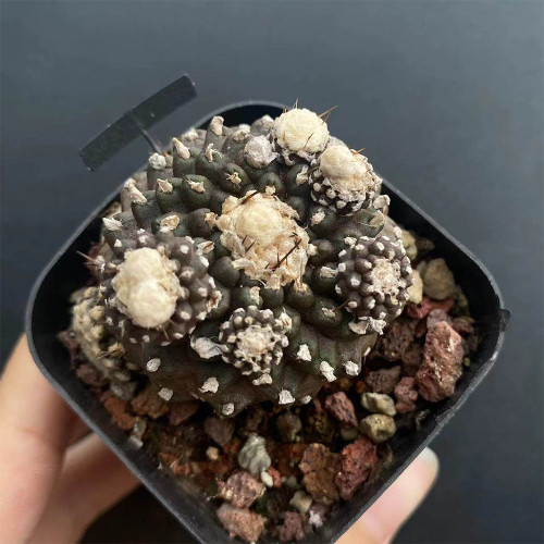 Copiapoa tenuissima f. monstruosa | Rare Fish Scale Cactus, Low-Maintenance Sculptural Succulent for Collectors