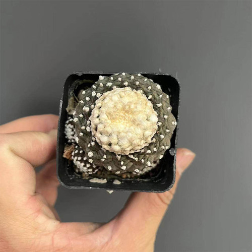Copiapoa tenuissima f. monstruosa | Rare Fish Scale Cactus, Low-Maintenance Sculptural Succulent for Collectors