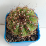 Parodia ottonis Cactus | Golden Spine, Low-Maintenance, Compact Globe for Home & Collection
