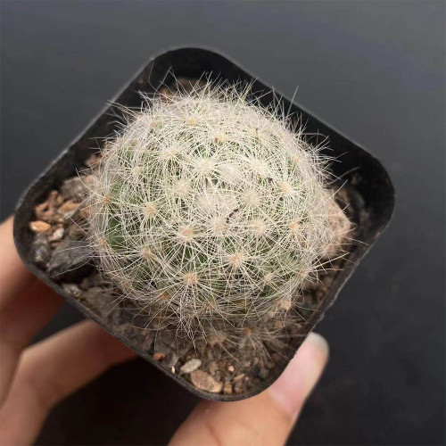 Mammillaria baumii | Soft White Spines, Fragrant Yellow Flowers, Compact Low-Maintenance Succulent