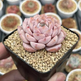 Echeveria 'Grace' - Beginner-Friendly, Color-Changing Succulent with Rosette Form