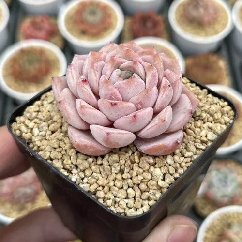 Echeveria 'Grace' - Beginner-Friendly, Color-Changing Succulent with Rosette Form