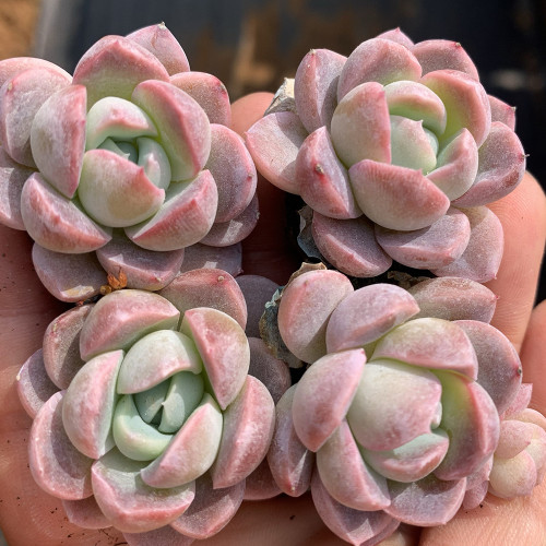 Echeveria Lauii - Frosted Pale Purple-Red Succulent with Thick Leaves, Easy to Care For