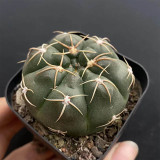 Gymnocalycium denudatum var. paraguayensis | Globular Shape, Low Maintenance Beginner Succulent