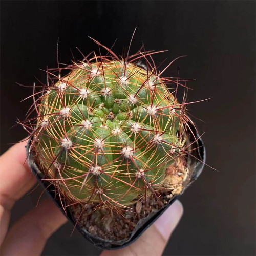 Parodia ottonis Cactus | Golden Spine, Low-Maintenance, Compact Globe for Home & Collection