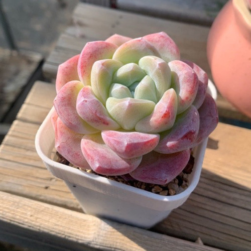 Echeveria Lauii - Frosted Pale Purple-Red Succulent with Thick Leaves, Easy to Care For