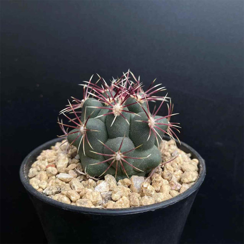 Thelocactus bicolor | Firework Spines, Drought-Tolerant, Compact Desert Plant, Low-Maintenance Cactus