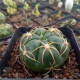 Gymnocalycium denudatum var. paraguayensis | Globular Shape, Low Maintenance Beginner Succulent