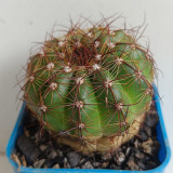 Parodia ottonis Cactus | Golden Spine, Low-Maintenance, Compact Globe for Home & Collection