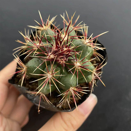 Thelocactus bicolor | Firework Spines, Drought-Tolerant, Compact Desert Plant, Low-Maintenance Cactus