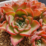 Echeveria 'Noble' - Color-Changing Succulent, Perfect for Beginners & Collectors