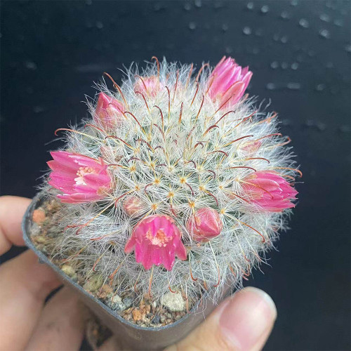 Mammillaria bocasana – Fluffy, White, Fuzzy Succulent Plant | Low-Maintenance, Beginner-Friendly Indoor & Outdoor Cactus