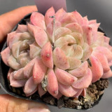 Echeveria 'Peach Pride'‌ - Beginner-Friendly Succulent with Peach-Pink Jelly Leaves for Desktop Decor