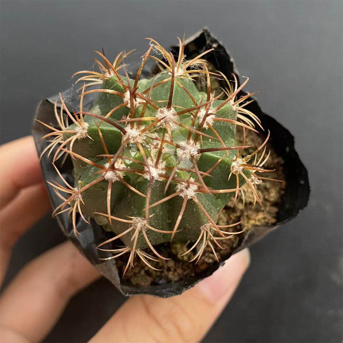 Melocactus matanzanus | Dwarf Turk's Cap Cactus | Rare, Compact & Low-Maintenance Indoor Succulent