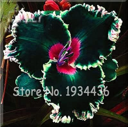 Mixed China Hybrid Daylily Flower Seeds Flower Ornamental - (Color: 11)
