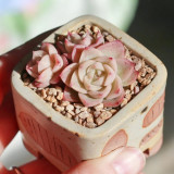 Echeveria 'Beninoturu' - Drought-tolerant, low-maintenance indoor/outdoor succulent