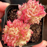 Echeveria 'Beninoturu' - Drought-tolerant, low-maintenance indoor/outdoor succulent