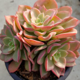 Echeveria 'Noble' - Color-Changing Succulent, Perfect for Beginners & Collectors
