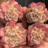 Echeveria 'Beninoturu' - Drought-tolerant, low-maintenance indoor/outdoor succulent