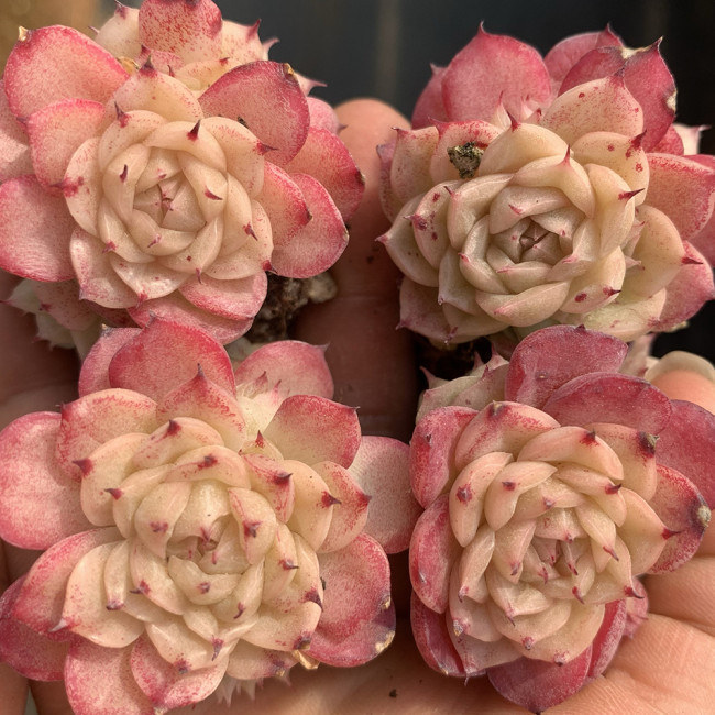 Echeveria 'Beninoturu' - Drought-tolerant, low-maintenance indoor/outdoor succulent