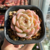 Echeveria 'Peach Pride'‌ - Beginner-Friendly Succulent with Peach-Pink Jelly Leaves for Desktop Decor