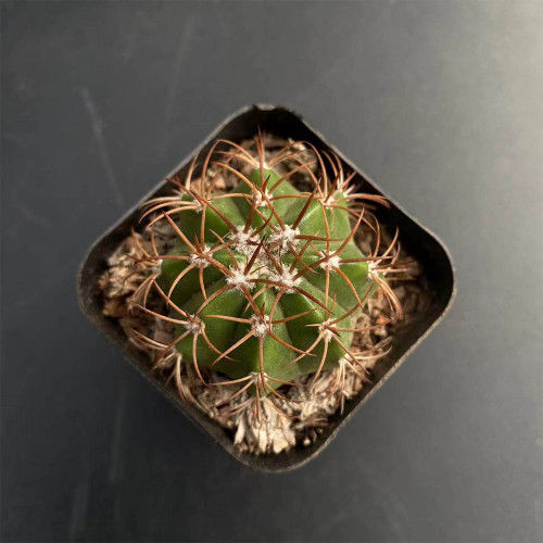 Melocactus matanzanus | Dwarf Turk's Cap Cactus | Rare, Compact & Low-Maintenance Indoor Succulent
