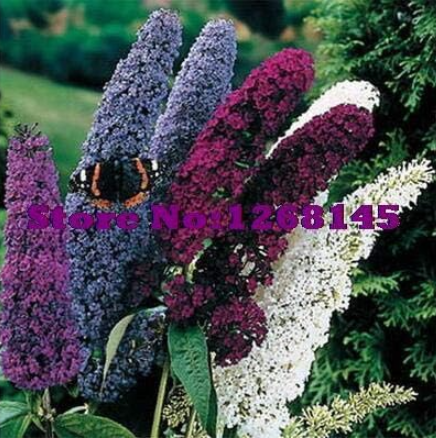 Butterfly Bush (Buddleia Davidii Mix) beautiful Seed home garden