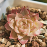 Echeveria 'Beninoturu' - Drought-tolerant, low-maintenance indoor/outdoor succulent