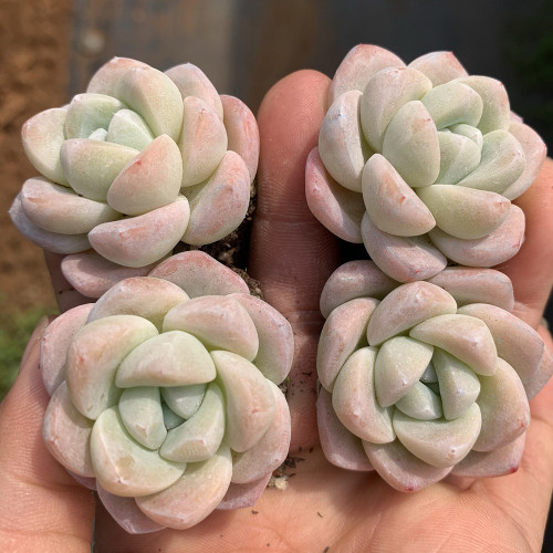 Echeveria 'Ice green' - Plump Leaf Succulent for Desks, Shelves & Home Decor
