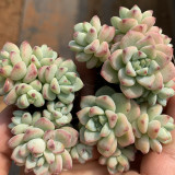 Echeveria Caramel Spirit - Ideal Indoor/Outdoor Succulent with Unique Farina Coating