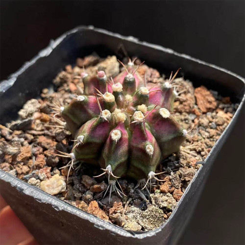 Gymnocalycium mihanovichii 'T-lux' Hybrid for Sale – Rare Variegated Succulent, Low-Maintenance Indoor Plant