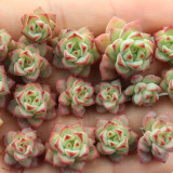 Echeveria Caramel Spirit - Ideal Indoor/Outdoor Succulent with Unique Farina Coating