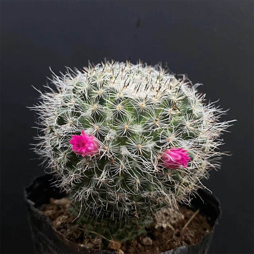 Mammillaria hahniana Cactus for Sale - Old Lady Cactus, Fluffy White Indoor Succulent with Pink Blooms