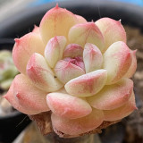 Echeveria 'Peach Pride'‌ - Beginner-Friendly Succulent with Peach-Pink Jelly Leaves for Desktop Decor