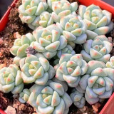 Echeveria Caramel Spirit - Ideal Indoor/Outdoor Succulent with Unique Farina Coating