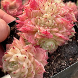Echeveria 'Beninoturu' - Drought-tolerant, low-maintenance indoor/outdoor succulent