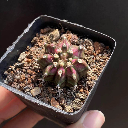 Gymnocalycium mihanovichii 'T-lux' Hybrid for Sale – Rare Variegated Succulent, Low-Maintenance Indoor Plant