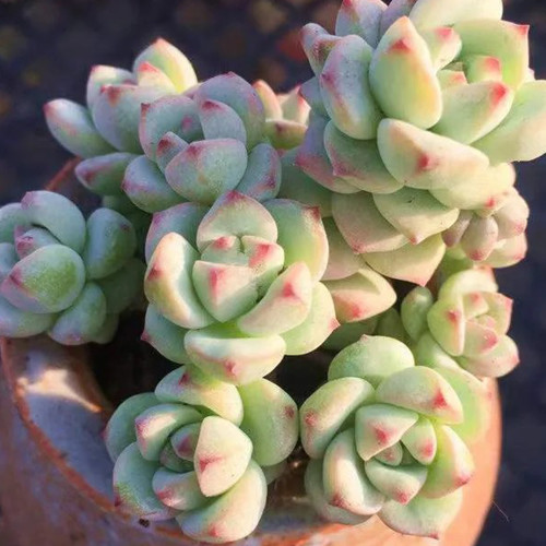 Echeveria Caramel Spirit - Ideal Indoor/Outdoor Succulent with Unique Farina Coating