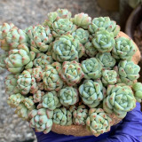 Echeveria Caramel Spirit - Ideal Indoor/Outdoor Succulent with Unique Farina Coating