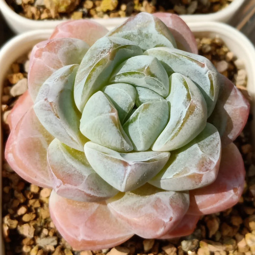 Echeveria 'Ice green' - Plump Leaf Succulent for Desks, Shelves & Home Decor