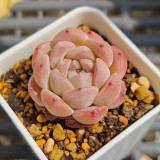 Echeveria 'Peach Pride'‌ - Beginner-Friendly Succulent with Peach-Pink Jelly Leaves for Desktop Decor