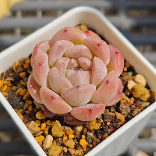 Echeveria 'Peach Pride'‌ - Beginner-Friendly Succulent with Peach-Pink Jelly Leaves for Desktop Decor