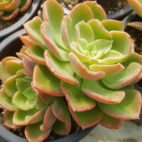 Echeveria 'Noble' - Color-Changing Succulent, Perfect for Beginners & Collectors
