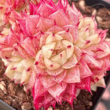 Echeveria 'Beninoturu' - Drought-tolerant, low-maintenance indoor/outdoor succulent