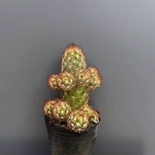 Mammillaria elongata Cactus for Sale | Golden-Spined, Clumping Succulent, Easy Care, Beginner-Friendly