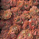 Echeveria 'Noble' - Color-Changing Succulent, Perfect for Beginners & Collectors