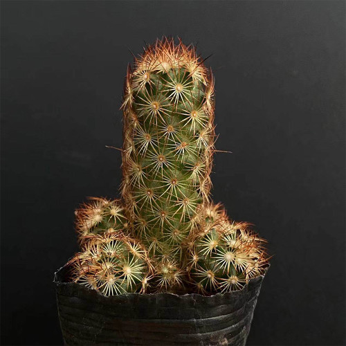 Mammillaria elongata Cactus for Sale | Golden-Spined, Clumping Succulent, Easy Care, Beginner-Friendly